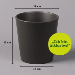 Bergpalme Mit Keramiktopf Anthrazit, Topf-Ø 12 Cm, Höhe Ca. 30 Cm, 2er-Set -Stilvolles Gartenmöbelgeschäft 021010 Dallas anthrazit 14cm mit Abmessungen 111824 1