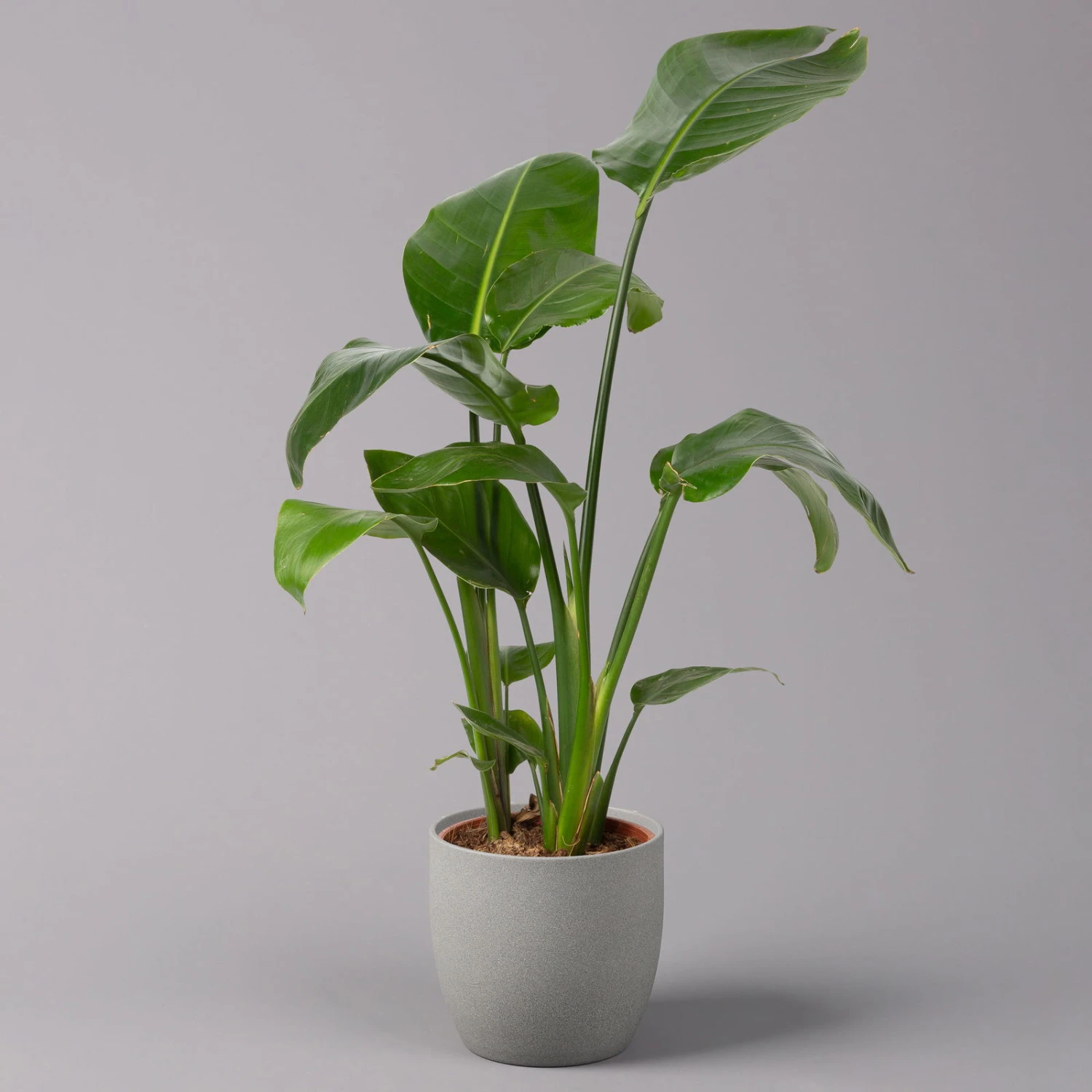 Strelitzia Nicolai, Topf-Ø 17 Cm, Höhe Ca. 55 Cm 1 Strelitzia Nicolai, Topf-Ø 17 Cm, Höhe Ca. 55 Cm