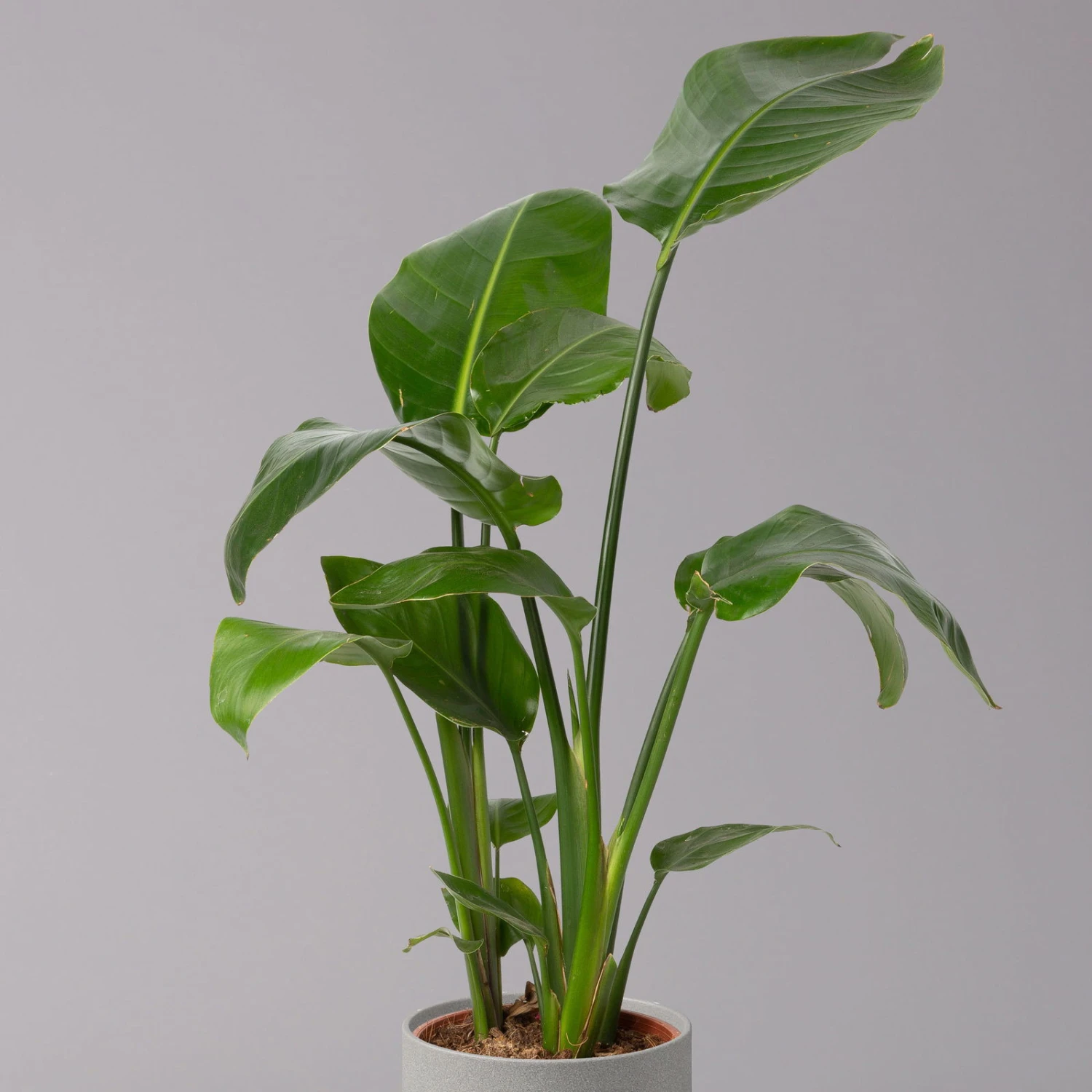 Strelitzia Nicolai, Topf-Ø 17 Cm, Höhe Ca. 55 Cm 2 Strelitzia Nicolai, Topf-Ø 17 Cm, Höhe Ca. 55 Cm – Bild 2