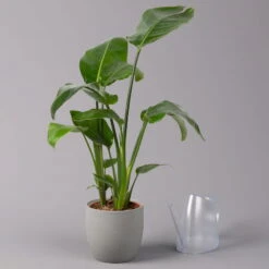 Strelitzia Nicolai, Topf-Ø 17 Cm, Höhe Ca. 55 Cm 9 Strelitzia Nicolai, Topf-Ø 17 Cm, Höhe Ca. 55 Cm -Stilvolles Gartenmöbelgeschäft 0210104742 Strelitzia nicolai T17 3