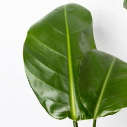 Strelitzia Nicolai, Topf-Ø 17 Cm, Höhe Ca. 55 Cm 10 Strelitzia Nicolai, Topf-Ø 17 Cm, Höhe Ca. 55 Cm -Stilvolles Gartenmöbelgeschäft 0210104742 Strelitzia nicolai T17 4