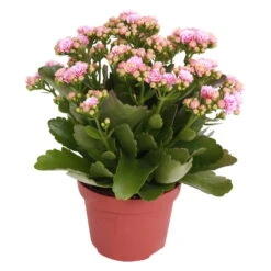 Kalanchoe 'Calandiva'®, Rosa-weiß, Topf-Ø 12 Cm, Höhe Ca. 27,5 Cm, 6er-Set -Stilvolles Gartenmöbelgeschäft 0210350156 Kalanchoe Cal rosa weiss
