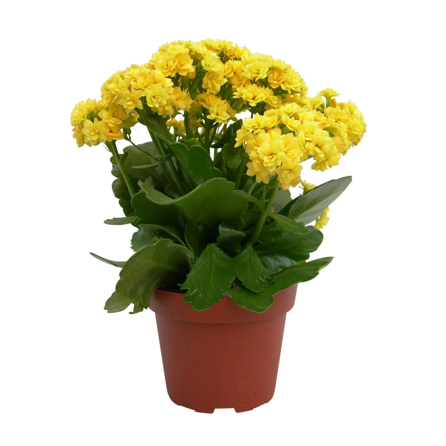 Kalanchoe 'Calandiva'®, Gelb, Topf-Ø 12 Cm, Höhe Ca. 27,5 Cm, 6er-Set 5 Kalanchoe 'Calandiva'®, Gelb, Topf-Ø 12 Cm, Höhe Ca. 27,5 Cm, 6er-Set – Bild 5