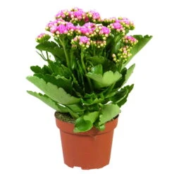 Kalanchoe 'Calandiva'®, Rosa, Topf-Ø 12 Cm, Höhe Ca. 27,5 Cm, 6er-Set 13 Kalanchoe 'Calandiva'®, Rosa, Topf-Ø 12 Cm, Höhe Ca. 27,5 Cm, 6er-Set -Stilvolles Gartenmöbelgeschäft 0210350167 Kalanchoe Cal rosa