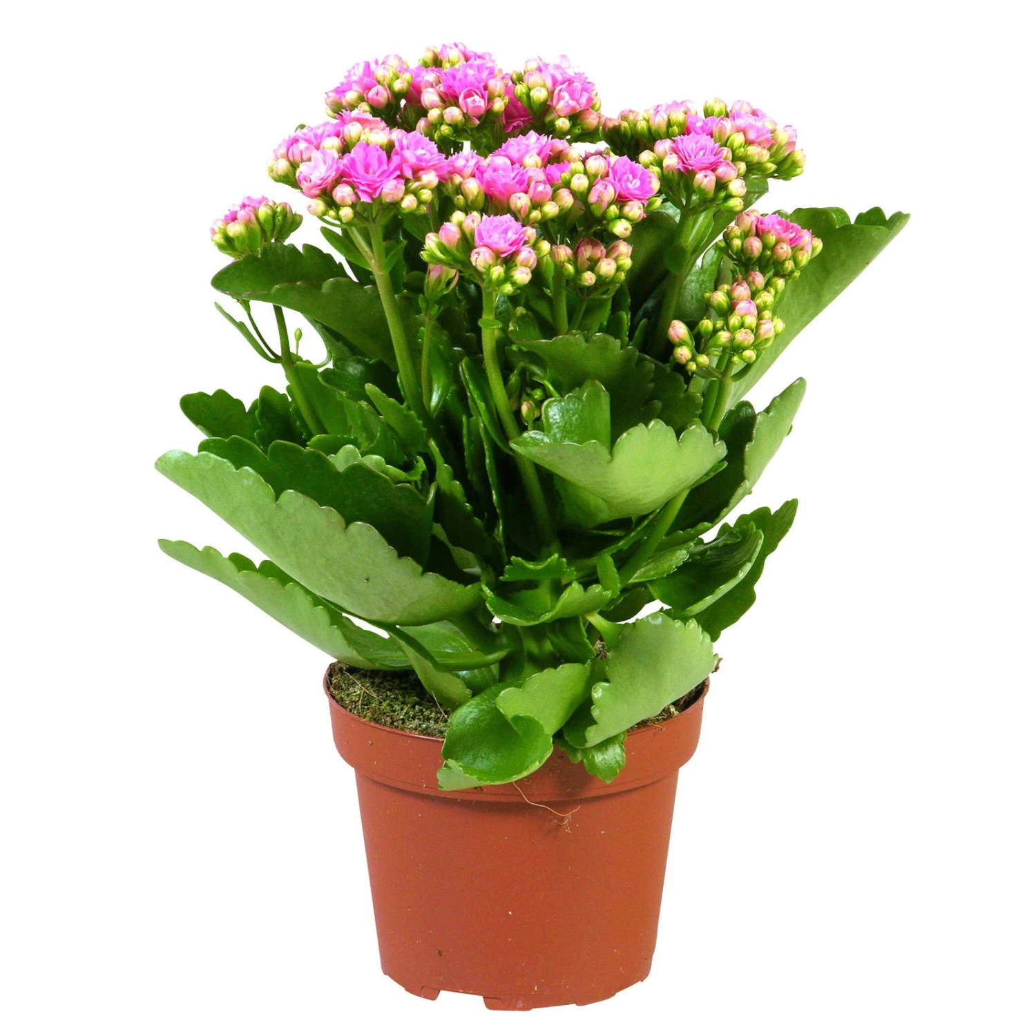 Kalanchoe 'Calandiva'®, Rosa, Topf-Ø 12 Cm, Höhe Ca. 27,5 Cm, 6er-Set 5 Kalanchoe 'Calandiva'®, Rosa, Topf-Ø 12 Cm, Höhe Ca. 27,5 Cm, 6er-Set – Bild 5