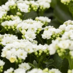 Neu eingetroffen -Stilvolles Gartenmöbelgeschäft 0210350168 Kalanchoe Cal weiss 12cm T H26cm