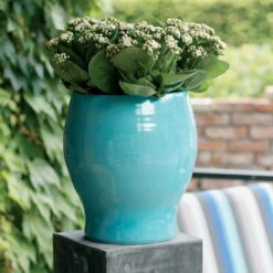 Kalanchoe 'Calandiva'®, Weiß, Topf-Ø 12 Cm, Höhe Ca. 27,5 Cm, 6er-Set -Stilvolles Gartenmöbelgeschäft 0210350168 Kalanchoe Cal weiss1