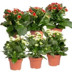 Kalanchoe 'Calandiva'®, Weiß & Rot, Topf-Ø 12 Cm, Höhe Ca. 20-30 Cm, 6er-Set