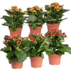 Kalanchoe 'Calandiva'®, Rot&orange, Topf-Ø 12 Cm, Höhe Ca. 20-30 Cm, 6er-Set
