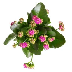 Kalanchoe 'Calandiva'®, Weiß&violett, Topf-Ø 12 Cm, Höhe Ca. 20-30 Cm, 6er-Set -Stilvolles Gartenmöbelgeschäft 0210350382 Kalanchoe violett 6er Set 6xviolett 1 1
