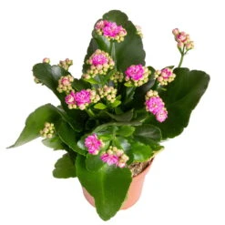 Kalanchoe 'Calandiva'®, Rot&violett, Topf-Ø 12 Cm, Höhe Ca. 20-30 Cm, 6er-Set -Stilvolles Gartenmöbelgeschäft 0210350382 Kalanchoe violett 6er Set 6xviolett 3 2