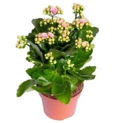 Kalanchoe 'Calandiva'®, Rosa-weiß, Topf-Ø 12 Cm, Höhe Ca. 27,5 Cm, 6er-Set -Stilvolles Gartenmöbelgeschäft 0210350383 Kalanchoe rosa weiss 6er Set 6xrosa weiss 1