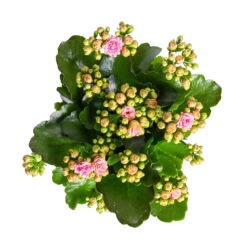Kalanchoe 'Calandiva'®, Rosa-weiß, Topf-Ø 12 Cm, Höhe Ca. 27,5 Cm, 6er-Set -Stilvolles Gartenmöbelgeschäft 0210350383 Kalanchoe rosa weiss 6er Set 6xrosa weiss 2