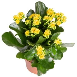 Kalanchoe 'Calandiva'®, Gelb&violett, Topf-Ø 12 Cm, Höhe Ca. 20-30 Cm, 6er-Set 9 Kalanchoe 'Calandiva'®, Gelb&violett, Topf-Ø 12 Cm, Höhe Ca. 20-30 Cm, 6er-Set -Stilvolles Gartenmöbelgeschäft 0210350384 Kalanchoe gelb 6er Set 6xgelb 2 1