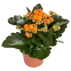 Kalanchoe 'Calandiva'®, Rot&orange, Topf-Ø 12 Cm, Höhe Ca. 20-30 Cm, 6er-Set 9 Kalanchoe 'Calandiva'®, Rot&orange, Topf-Ø 12 Cm, Höhe Ca. 20-30 Cm, 6er-Set -Stilvolles Gartenmöbelgeschäft 0210350385 Kalanchoe orange 6er Set 6xorange 2