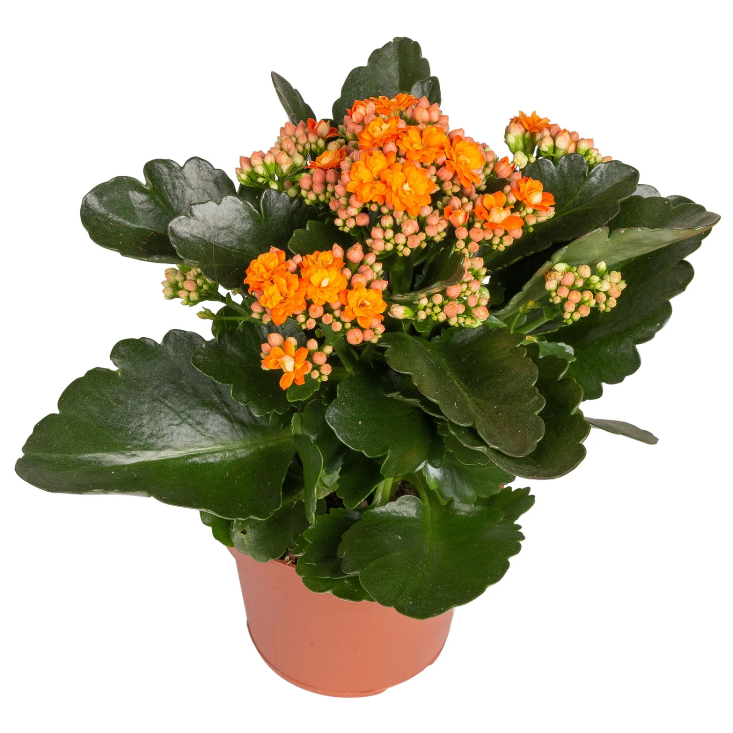 Kalanchoe 'Calandiva'®, Rot&orange, Topf-Ø 12 Cm, Höhe Ca. 20-30 Cm, 6er-Set 3 Kalanchoe 'Calandiva'®, Rot&orange, Topf-Ø 12 Cm, Höhe Ca. 20-30 Cm, 6er-Set – Bild 3