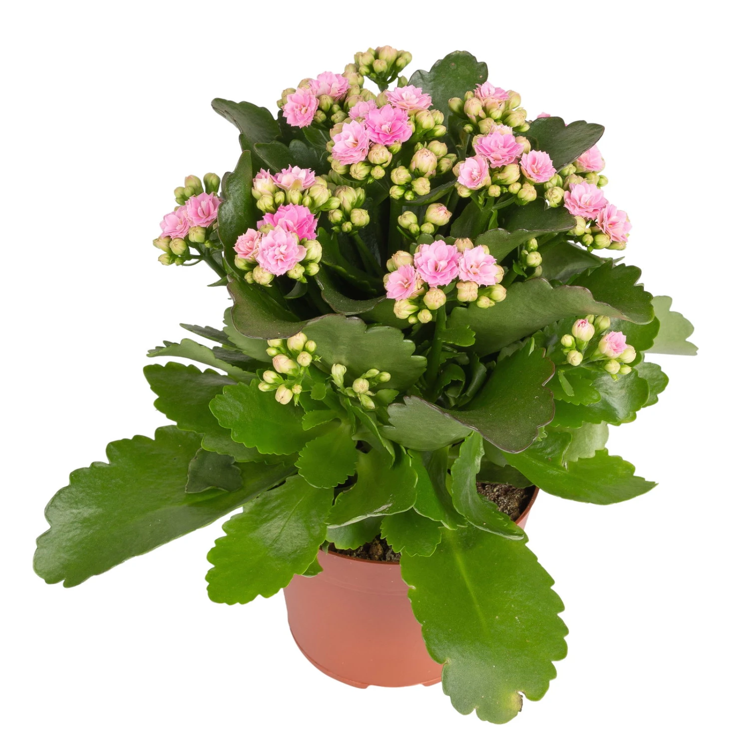Kalanchoe 'Calandiva'®, Rosa, Topf-Ø 12 Cm, Höhe Ca. 27,5 Cm, 6er-Set 3 Kalanchoe 'Calandiva'®, Rosa, Topf-Ø 12 Cm, Höhe Ca. 27,5 Cm, 6er-Set – Bild 3