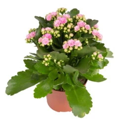 Kalanchoe 'Calandiva'®, Weiß & Rosa, Topf-Ø 12 Cm, Höhe Ca. 20-30 Cm, 6er-Set -Stilvolles Gartenmöbelgeschäft 0210350386 Kalanchoe rosa 6er Set 6xrosa 1