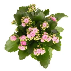 Kalanchoe 'Calandiva'®, Rosa, Topf-Ø 12 Cm, Höhe Ca. 27,5 Cm, 6er-Set 12 Kalanchoe 'Calandiva'®, Rosa, Topf-Ø 12 Cm, Höhe Ca. 27,5 Cm, 6er-Set -Stilvolles Gartenmöbelgeschäft 0210350386 Kalanchoe rosa 6er Set 6xrosa 2 1