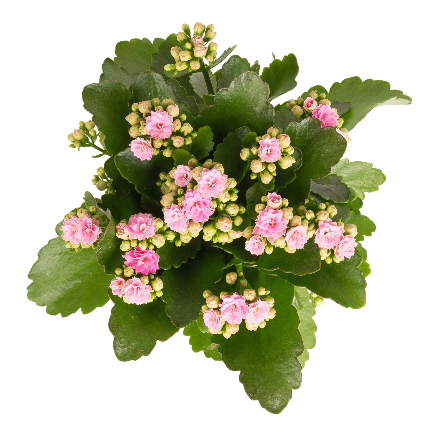 Kalanchoe 'Calandiva'®, Rosa, Topf-Ø 12 Cm, Höhe Ca. 27,5 Cm, 6er-Set 4 Kalanchoe 'Calandiva'®, Rosa, Topf-Ø 12 Cm, Höhe Ca. 27,5 Cm, 6er-Set – Bild 4