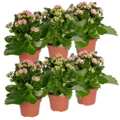 Neu eingetroffen -Stilvolles Gartenmöbelgeschäft 0210350386 Kalanchoe rosa 6er Set 6xrosa 5
