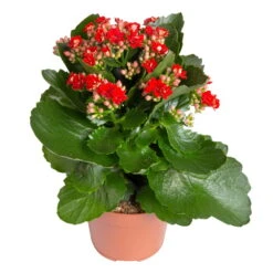 Kalanchoe 'Calandiva'®, Weiß & Rot, Topf-Ø 12 Cm, Höhe Ca. 20-30 Cm, 6er-Set -Stilvolles Gartenmöbelgeschäft 0210350387 Kalanchoe rot 6er Set 6xrot 21 3