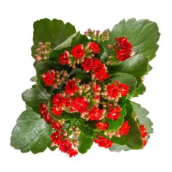 Kalanchoe 'Calandiva'®, Weiß & Rot, Topf-Ø 12 Cm, Höhe Ca. 20-30 Cm, 6er-Set -Stilvolles Gartenmöbelgeschäft 0210350387 Kalanchoe rot 6er Set 6xrot 3 3