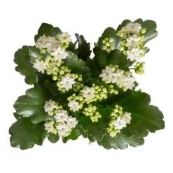 Neu eingetroffen -Stilvolles Gartenmöbelgeschäft 0210350388 Kalanchoe weiss 6er Set 6xweiss 1 3