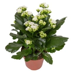 Kalanchoe 'Calandiva'®, Weiß & Rot, Topf-Ø 12 Cm, Höhe Ca. 20-30 Cm, 6er-Set -Stilvolles Gartenmöbelgeschäft 0210350388 Kalanchoe weiss 6er Set 6xweiss 2 2