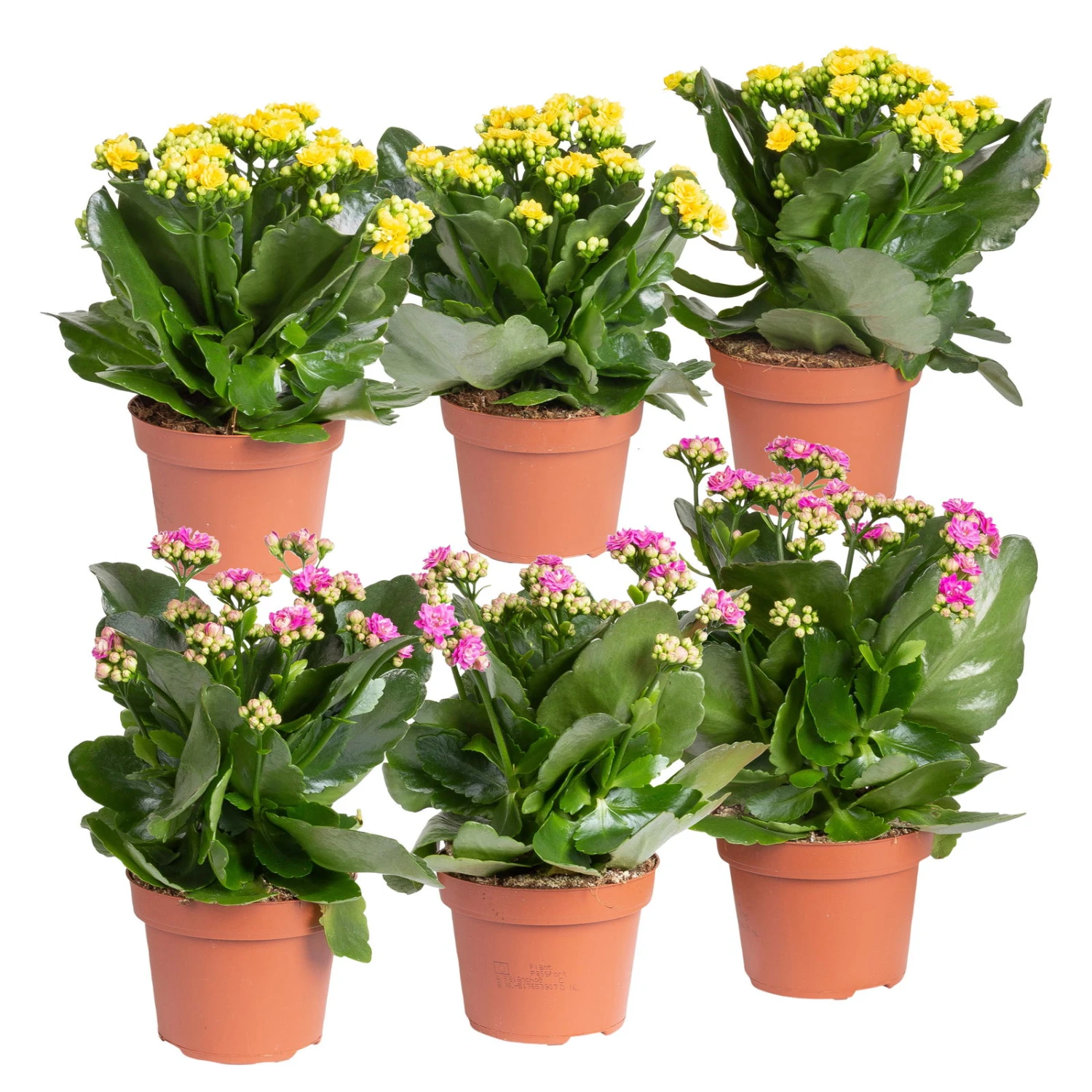 Kalanchoe 'Calandiva'®, Gelb&violett, Topf-Ø 12 Cm, Höhe Ca. 20-30 Cm, 6er-Set 1 Kalanchoe 'Calandiva'®, Gelb&violett, Topf-Ø 12 Cm, Höhe Ca. 20-30 Cm, 6er-Set