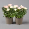 Rose 'Infinity' Duo Rosa-weiß, Topf-Ø 14 Cm, 2er-Set