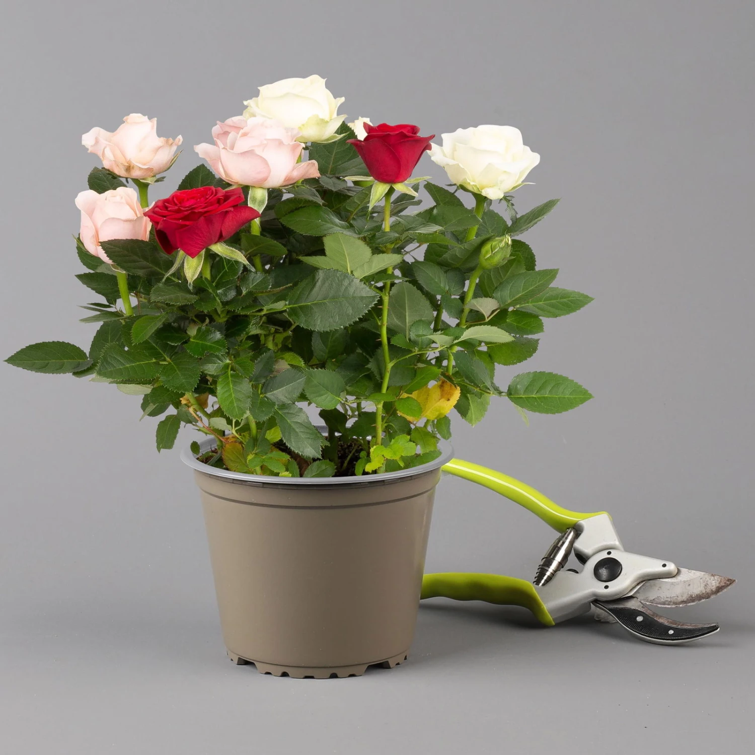 Rose 'Infinity' Rosa-weiß & Rot, Topf-Ø 14 Cm, 2er-Set 3 Rose 'Infinity' Rosa-weiß & Rot, Topf-Ø 14 Cm, 2er-Set – Bild 3