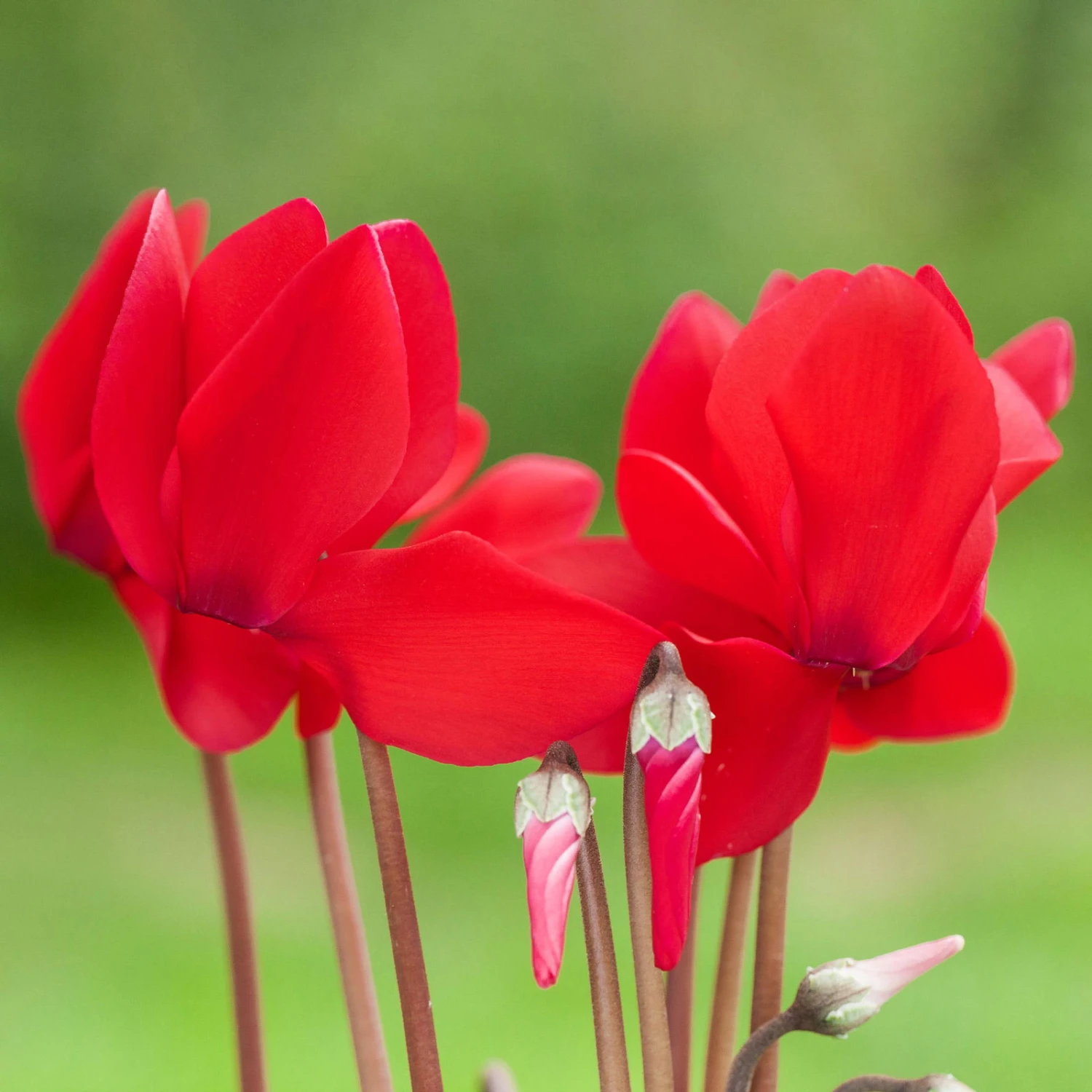 Alpenveilchen, Rot, Topf-Ø 10,5 Cm, Höhe Ca. 23 Cm, 6er-Set 2 Alpenveilchen, Rot, Topf-Ø 10,5 Cm, Höhe Ca. 23 Cm, 6er-Set – Bild 2