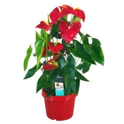 Flamingoblume 'Dakota', Rot, Topf-Ø 26 Cm, Höhe Ca. 80 Cm -Stilvolles Gartenmöbelgeschäft 0210650121 Anthurium Andreanum Dakota 26cm T H80cm