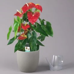 Flamingoblume 'Dakota', Rot, Topf-Ø 26 Cm, Höhe Ca. 80 Cm -Stilvolles Gartenmöbelgeschäft 0210650121 Anthurium Andreanum Dakota 26cm 3 114723