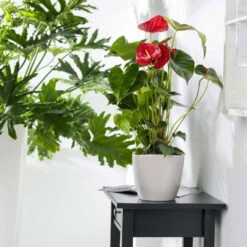 Flamingoblume 'Dakota', Rot, Topf-Ø 26 Cm, Höhe Ca. 80 Cm -Stilvolles Gartenmöbelgeschäft 0210650121 Anthurium Andreanum Dakota2