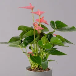 Flamingoblume 'Pink Champion', Topf-Ø 12 Cm, Höhe Ca. 35 Cm, 3er-Set -Stilvolles Gartenmöbelgeschäft 0210650281 Anthurium Andreanum Pink Champion 12cm 2 114743 1