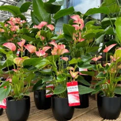 Flamingoblume 'Livium Red' Rot-weiß Gestreift, Topf-Ø 21 Cm -Stilvolles Gartenmöbelgeschäft 0210650561 0210650616 0210650617 Anthurium Livium Red T14 T21 7 126736