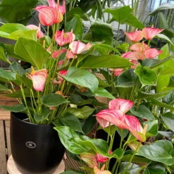 Flamingoblume 'Livium Red' Rot-weiß Gestreift, Topf-Ø 21 Cm -Stilvolles Gartenmöbelgeschäft 0210650561 0210650616 0210650617 Anthurium Livium Red T14 T21 8 126735
