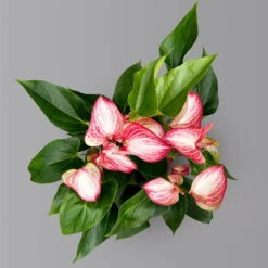 Flamingoblume 'Livium Red' Rot-weiß Gestreift, Topf-Ø 21 Cm -Stilvolles Gartenmöbelgeschäft 0210650561 Anthurium Livium Red T21 H65 Sondersorte 4 126770