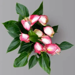 Flamingoblume 'Livium Red' Rot-weiß Gestreift, Topf-Ø 21 Cm -Stilvolles Gartenmöbelgeschäft 0210650561 Anthurium Livium Red T21 H65 Sondersorte 5 126771