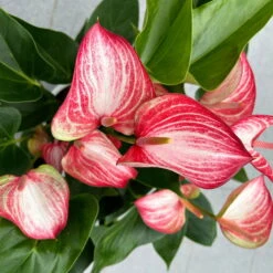 Flamingoblume 'Livium Red' Rot-weiß Gestreift, Topf-Ø 21 Cm -Stilvolles Gartenmöbelgeschäft 0210650561 Anthurium Livium Red T21 H65 Sondersorte 7 126747