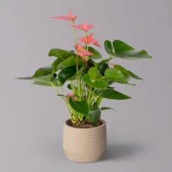 Flamingoblume 'Pink Champion' Pink, Inkl. Übertopf Monza Beige, Topf-Ø 12 Cm