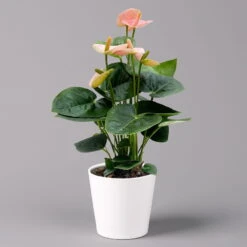 Flamingoblume 'Spirit Champion' Hellrosa, Inkl. Übertopf Dallas, Topf-Ø 12 Cm -Stilvolles Gartenmöbelgeschäft 0210650621 Anthurium a Spirit Champion hellrosa T12 Dallas weiss 3 126789