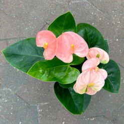 Flamingoblume 'Spirit Champion' Hellrosa, Inkl. Übertopf Dallas, Topf-Ø 12 Cm -Stilvolles Gartenmöbelgeschäft 0210650621 Anthurium a Spirit Champion hellrosa T12 Dallas weiss 4 126786