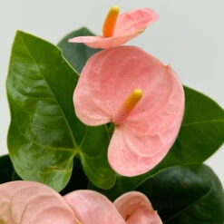 Flamingoblume 'Spirit Champion' Hellrosa, Inkl. Übertopf Dallas, Topf-Ø 12 Cm -Stilvolles Gartenmöbelgeschäft 0210650621 Anthurium a Spirit Champion hellrosa T12 Dallas weiss 5 126787