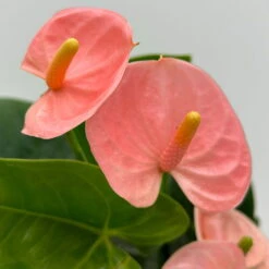 Flamingoblume 'Spirit Champion' Hellrosa, Inkl. Übertopf Dallas, Topf-Ø 12 Cm -Stilvolles Gartenmöbelgeschäft 0210650621 Anthurium a Spirit Champion hellrosa T12 Dallas weiss 6 126788