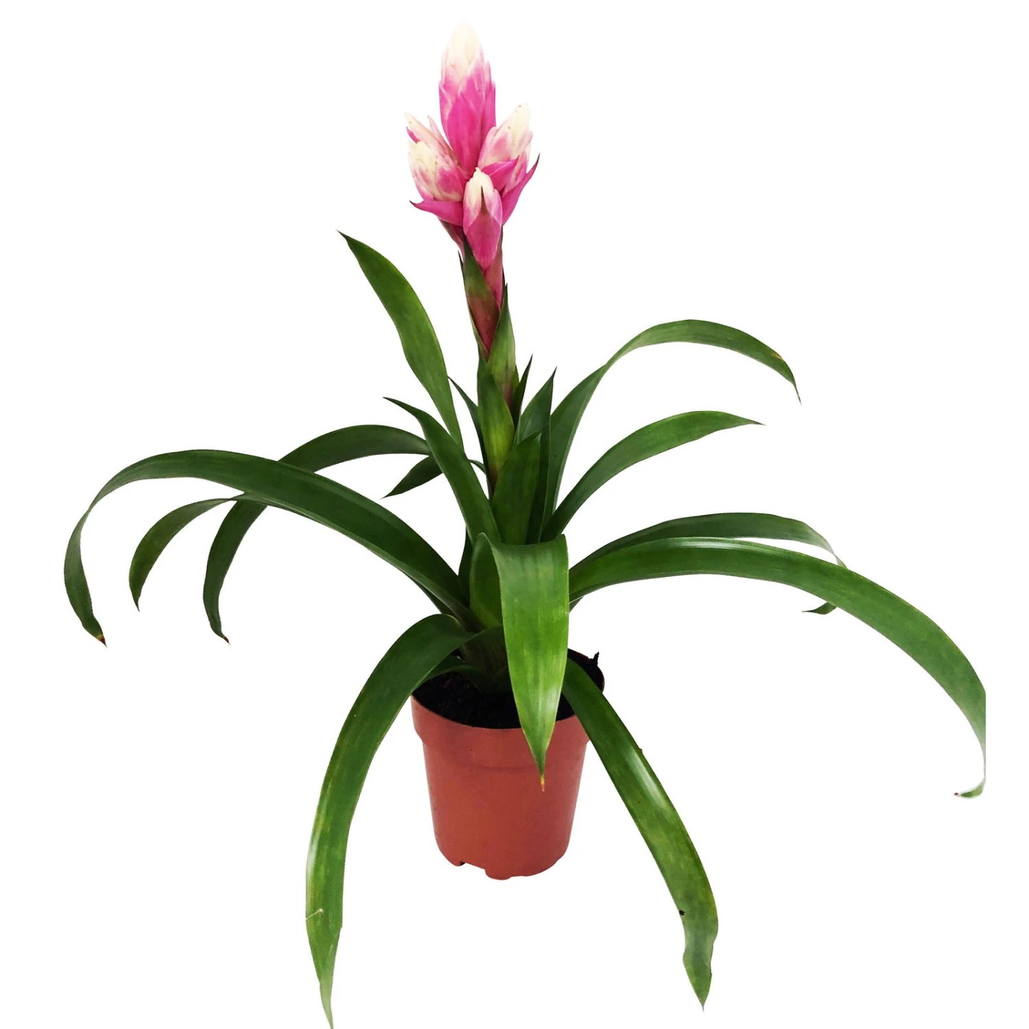Guzmania 'Candy', Rosa-weiß, Topf-Ø 13 Cm, Höhe Ca. 55 Cm 1 Guzmania 'Candy', Rosa-weiß, Topf-Ø 13 Cm, Höhe Ca. 55 Cm