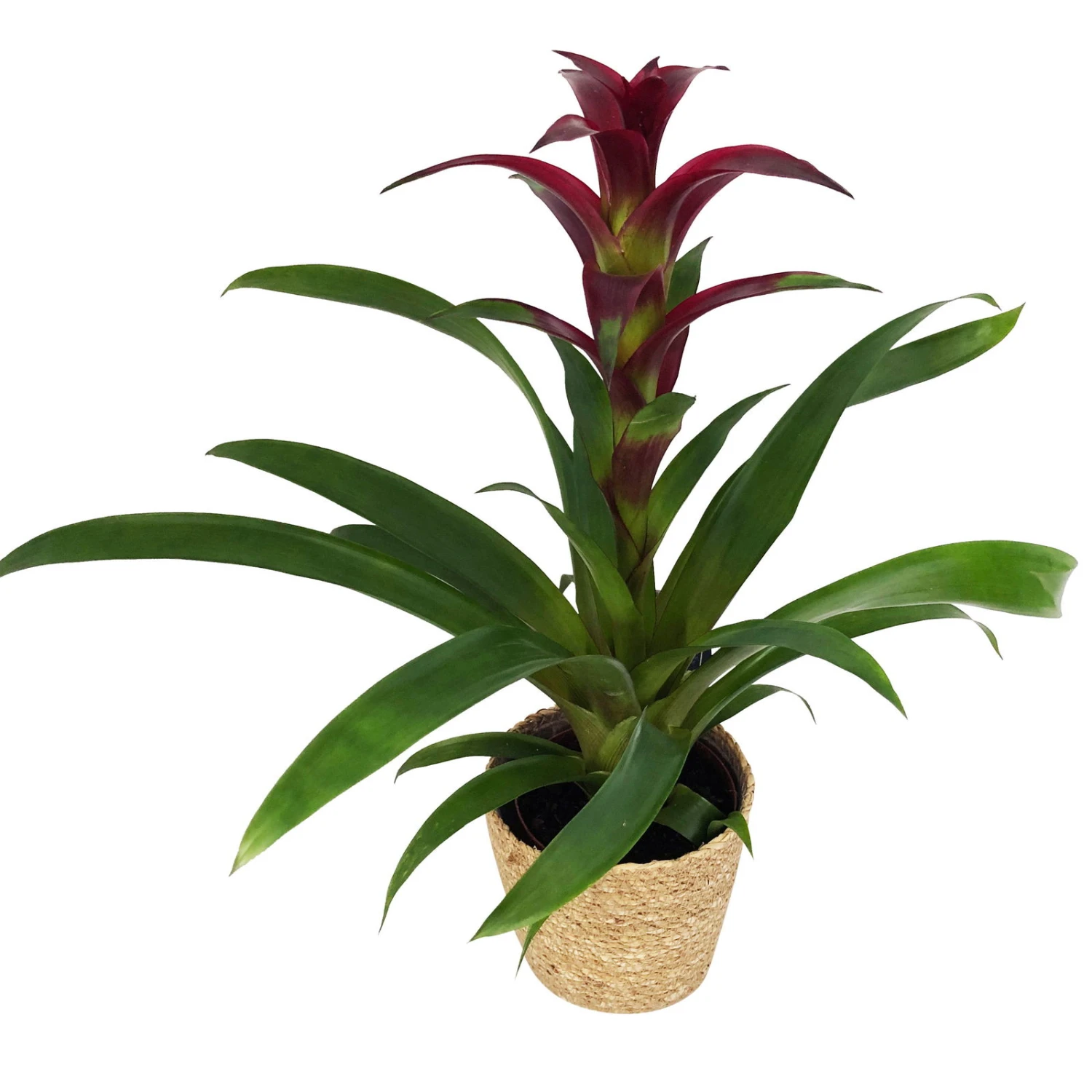 Guzmania 'Indian Night', Lila, Topf-Ø 12 Cm, Mit Korb Maki, Höhe Ca. 50 Cm 3 Guzmania 'Indian Night', Lila, Topf-Ø 12 Cm, Mit Korb Maki, Höhe Ca. 50 Cm – Bild 3