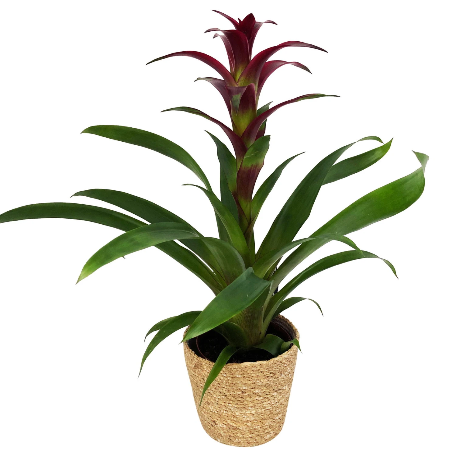 Guzmania 'Indian Night', Lila, Topf-Ø 12 Cm, Mit Korb Maki, Höhe Ca. 50 Cm 1 Guzmania 'Indian Night', Lila, Topf-Ø 12 Cm, Mit Korb Maki, Höhe Ca. 50 Cm
